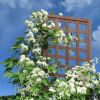 Outdoor 6-Ft Wooden Garden Lattice Trellis in Walnut Wood Finish