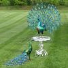 Set of 2 Large Peacocks with Crystal Detail "Gem and Jewel"